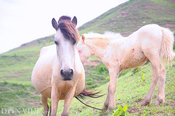 Bất ngờ đàn ngựa bạch 1.700 con lớn nhất Việt Nam ảnh 5