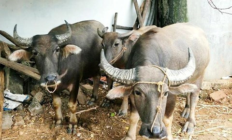 Cả nhà đang xem World Cup, trộm vào bắt 5 con trâu ảnh 1