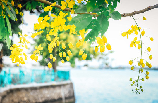 Ngắm vẻ đẹp xao xuyến của muồng hoàng yến bên hồ Tây ảnh 4