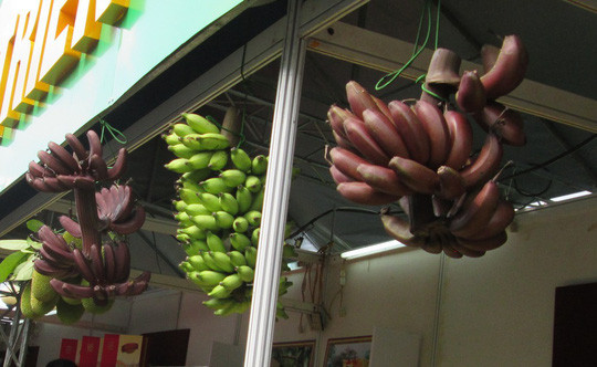 Thực hư về loại chuối đỏ 300.000 đồng/kg ảnh 3