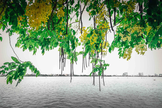Ngắm vẻ đẹp xao xuyến của muồng hoàng yến bên hồ Tây ảnh 3