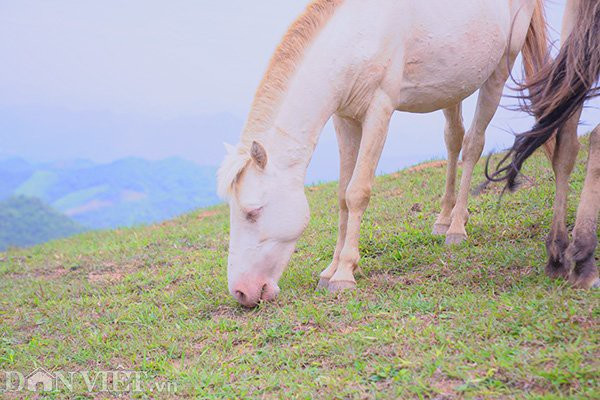Bất ngờ đàn ngựa bạch 1.700 con lớn nhất Việt Nam ảnh 3