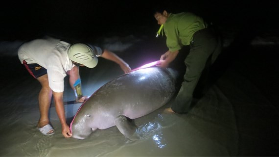 Một cá thể Bò biển bị chết dạt vào bờ biển Côn Đảo ảnh 1