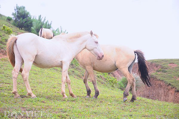 Bất ngờ đàn ngựa bạch 1.700 con lớn nhất Việt Nam ảnh 4