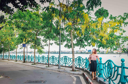 Ngắm vẻ đẹp xao xuyến của muồng hoàng yến bên hồ Tây ảnh 6