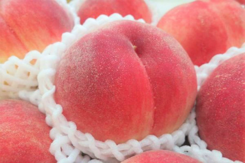 Những trái cây Nhật có giá gấp chục lần hàng Việt ảnh 3