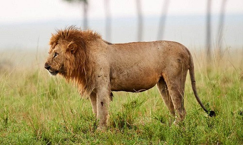 Báo thù cho đồng loại, đàn trâu rừng dồn sư tử vào thế bí ảnh 3