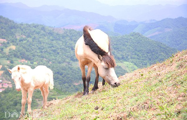 Bất ngờ đàn ngựa bạch 1.700 con lớn nhất Việt Nam ảnh 2