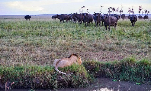 Báo thù cho đồng loại, đàn trâu rừng dồn sư tử vào thế bí ảnh 2