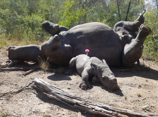 Xót xa cảnh tê giác con bị thương vẫn cố bảo vệ mẹ khỏi săn trộm ảnh 1