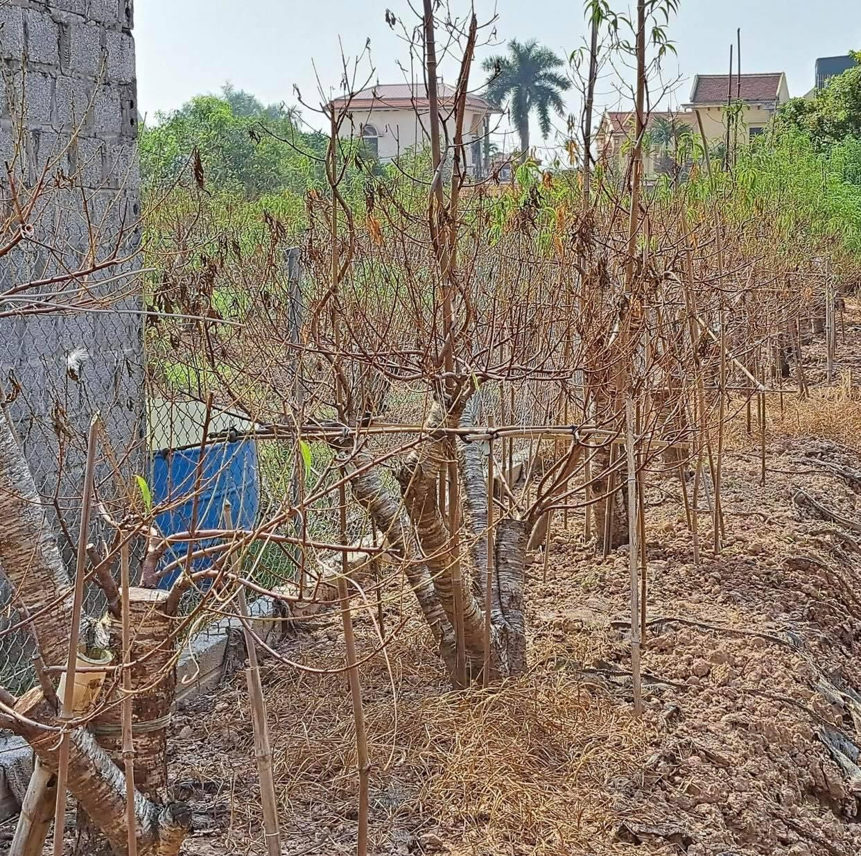 Hiện tượng đào chết chưa dừng lại, khiến người dân lo lắng. Ảnh: Hồng Thắm Hiện tượng đào chết chưa dừng lại, khiến người dân lo lắng. Ảnh: Hồng Thắm