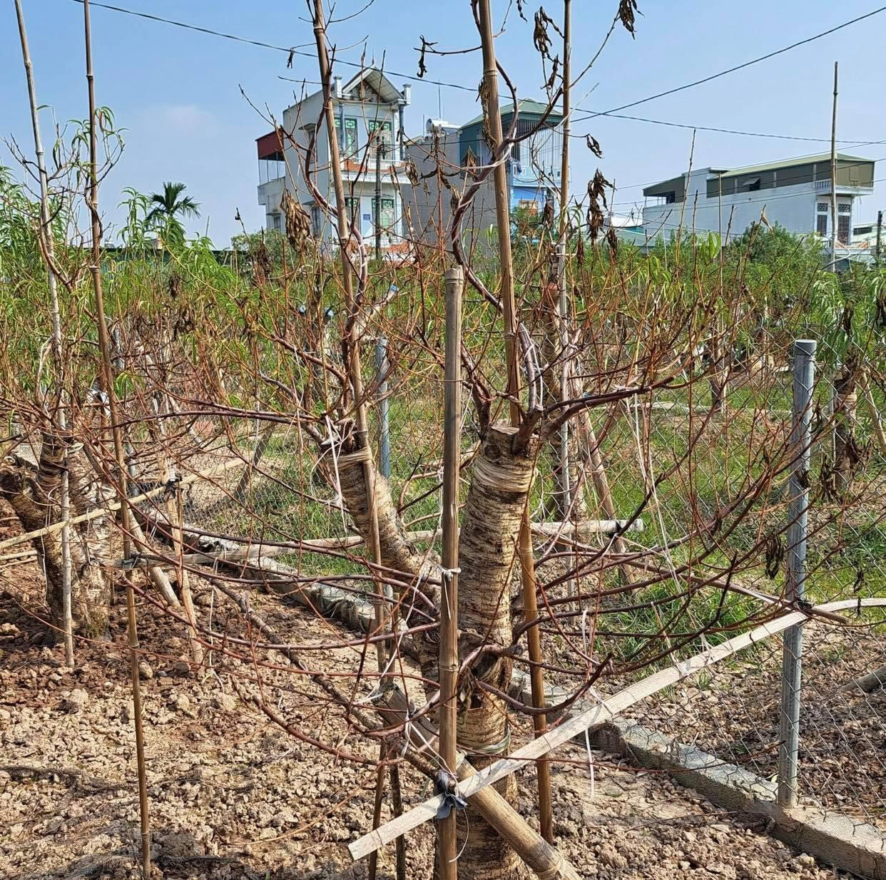 Cây đào giá trị héo khô. Ảnh: Hồng Thắm Cây đào giá trị héo khô. Ảnh: Hồng Thắm