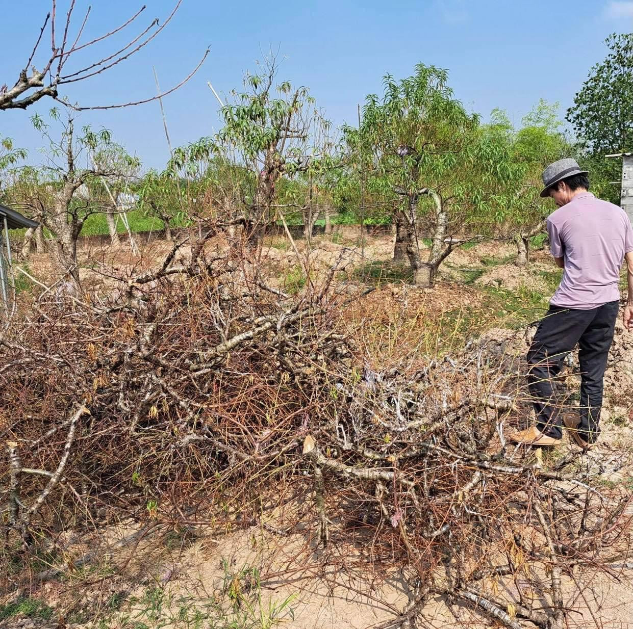 Dân xót xa chặt đào về làm củi. Ảnh: Hồng Thắm Dân xót xa chặt đào về làm củi. Ảnh: Hồng Thắm