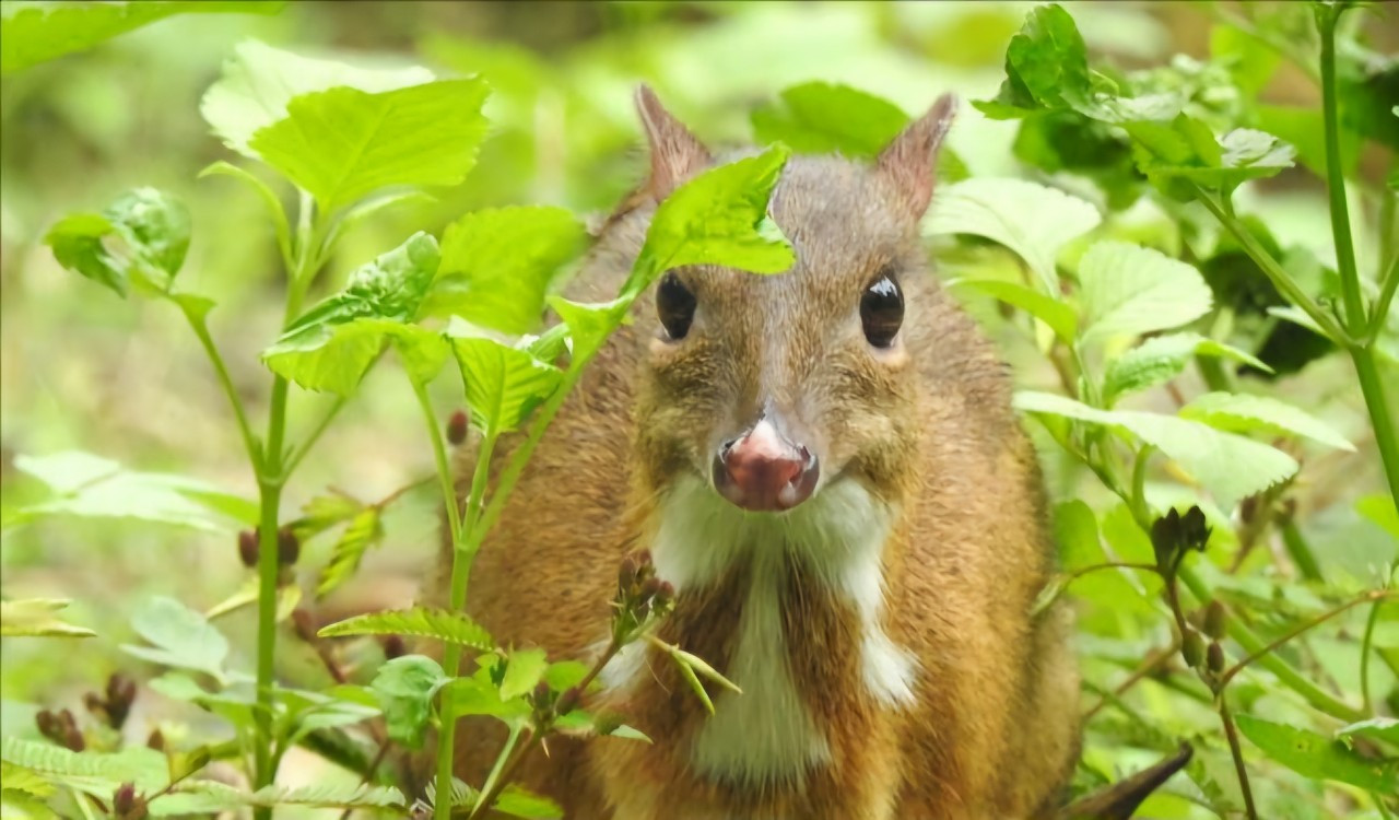 Cheo Cheo sống đơn độc giữa rừng già