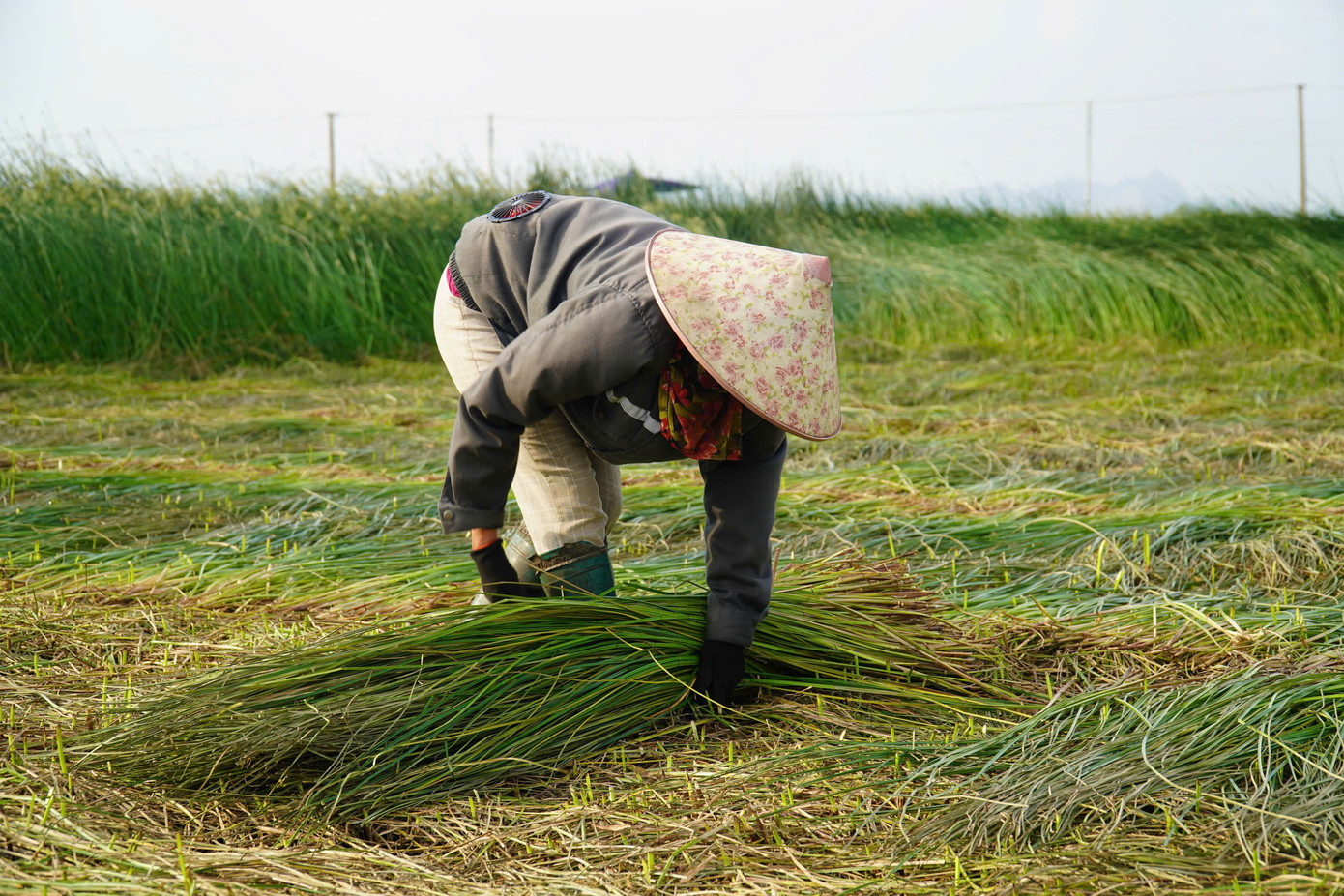 Mỗi năm cói có 2 vụ chính gồm vụ chiêm (thu hoạch từ tháng 6 đến tháng 7) và vụ mùa (thu hoạch từ tháng 10 đến tháng 11). Việc thu hoạch cói thường diễn ra vào những ngày nắng nóng nên rất vất vả.