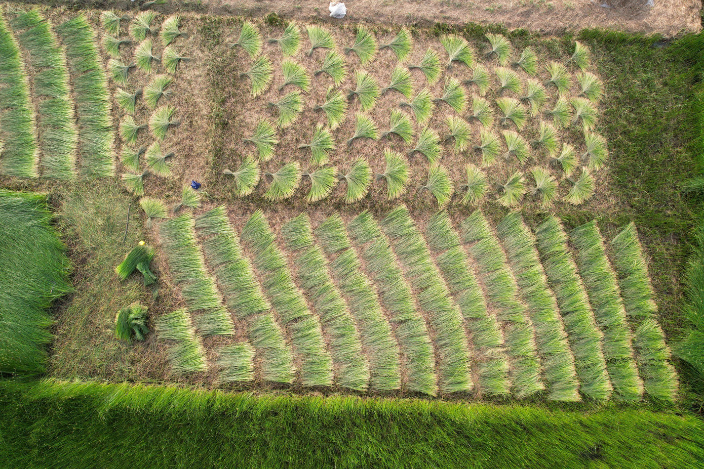 Huyện Nga Sơn nằm cách thành phố Thanh Hóa 40 km đi về hướng Đông Bắc. Làng nghề chiếu cói Nga Sơn có lịch sử hàng trăm năm. Cói Nga Sơn nổi tiếng với đặc điểm là sợi nhỏ, dai, óng mượt, đặc biệt là chỉ vùng đất ngập mặn ven biển này mới phù hợp để trồng cói và dệt chiếu.