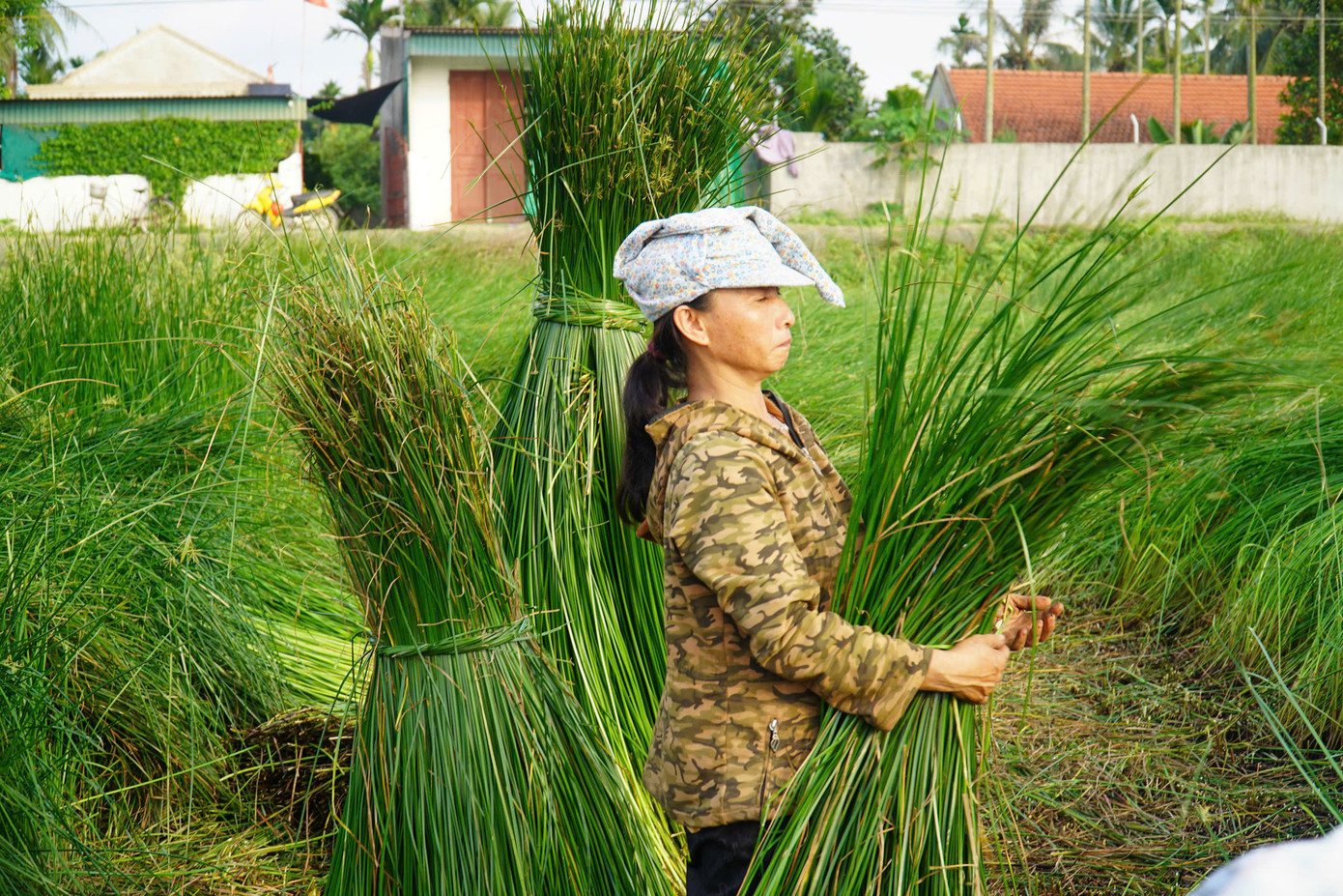 Cói được chia thành những bó vừa tay, phân loại những sợi dài, ngắn khác nhau. Trước khi chẻ, cói phải được nhặt sạch bông. Cói chẻ xong thường được phơi ngay trên ruộng, trên những con đê hoặc dọc hai bên đường.