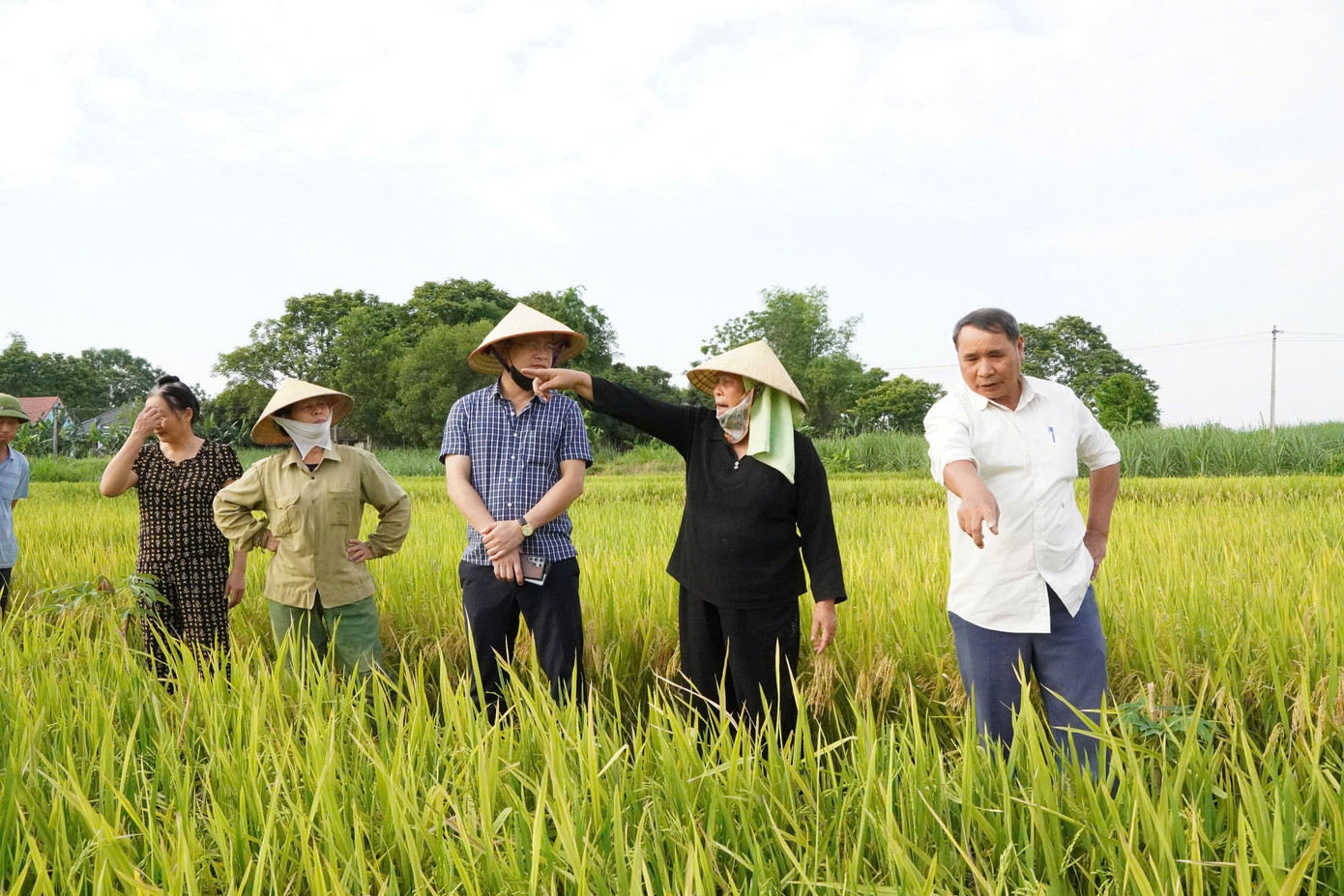 Tình trạng lúa trổ bông hạt lép xảy ra ở nhiều địa phương tại Thanh Hóa.