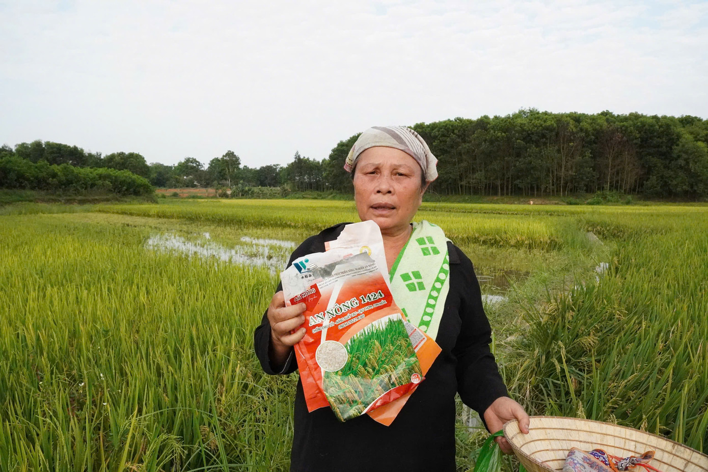 Bao bì giống lúa mà người dân mua sử dụng