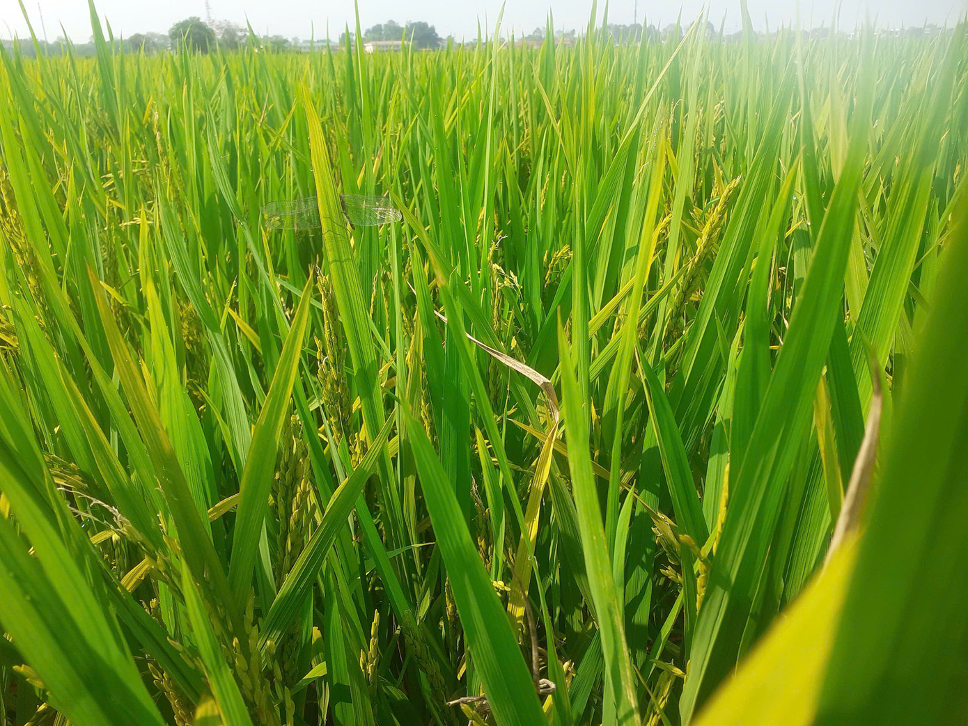 Người dân lo lắng lúa trổ bông nhưng không kết hạt tại xã Yên Phú, huyện Yên Định (Thanh Hóa).