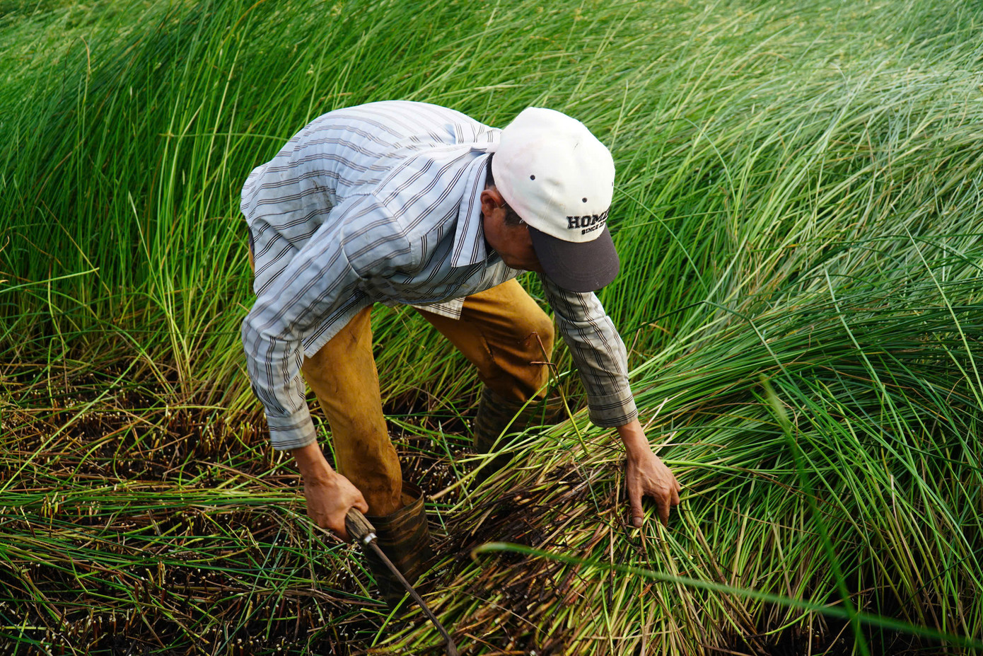 Ở hầu hết xã ven biển của huyện Nga Sơn như Nga Liên, Nga Tân, Nga Thủy, Nga Tiến, Nga Thanh... người dân chủ yếu sống bằng nghề trồng cói.