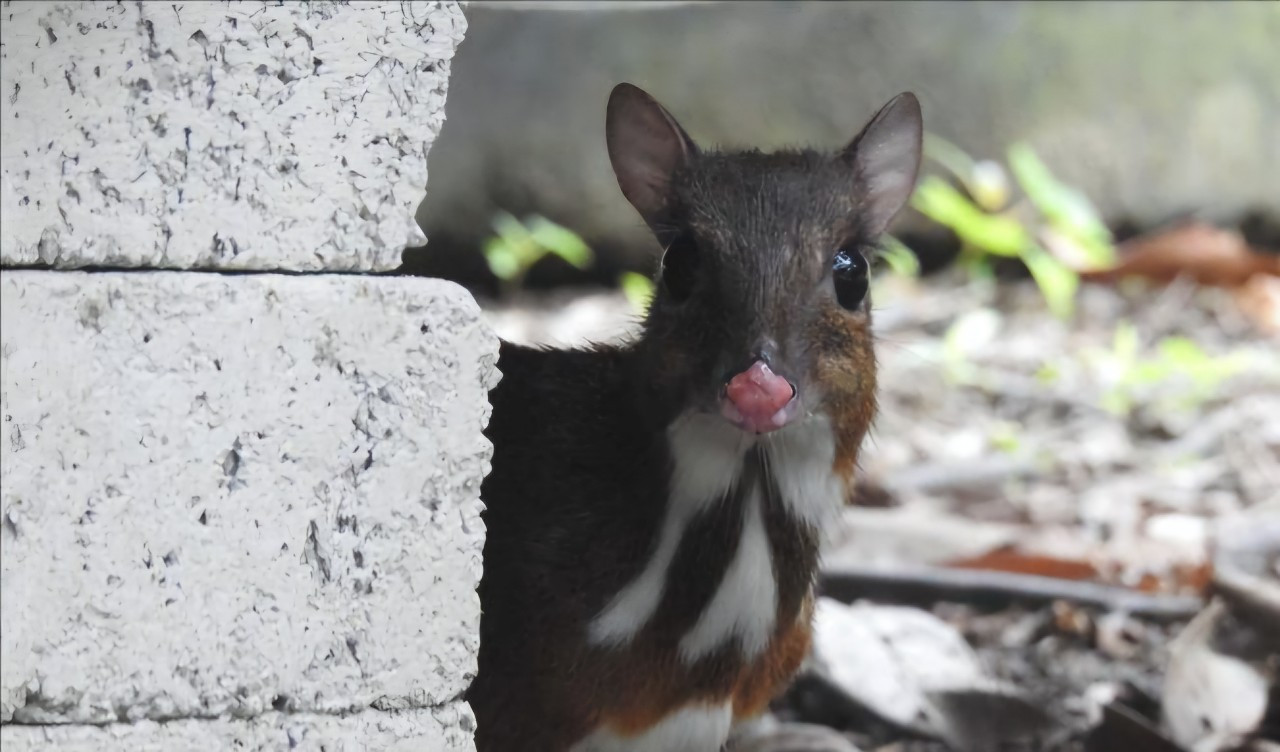 Cheo Cheo có tên trong Sách Đỏ Việt Nam