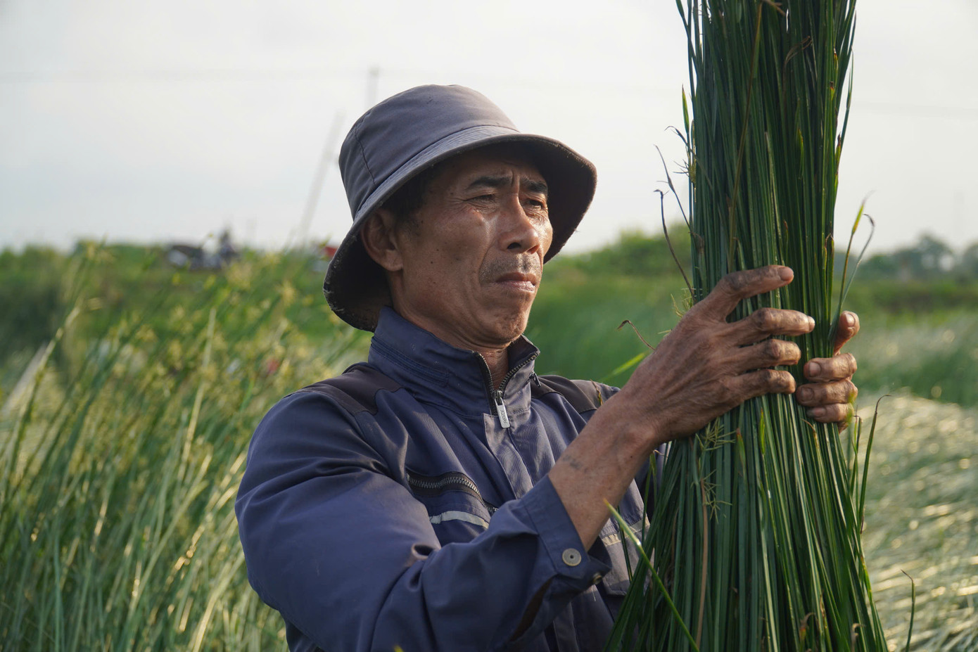 Gia đình ông Đào Trọng Mậu ở xã Nga Thanh (huyện Nga Sơn) trồng 2 ha cói. Năm nay, chỉ có 2 vợ chồng ra đồng thu hoạch, không dám thuê nhân công như các năm trước vì giá cói xuống thấp. “Năm 2023, giá cói đạt khoảng 14.000 đồng/kg cói khô, đến năm nay 2024 giảm xuống còn 12.000 đồng/kg, đầu năm 2025 thì xuống tiếp còn có 10.000 đồng/kg. Lợi nhuận gần như không có, nên 2 vợ chồng phải lấy công làm lãi để còn có đồng ra, đồng vào” - ông Mậu chia sẻ.