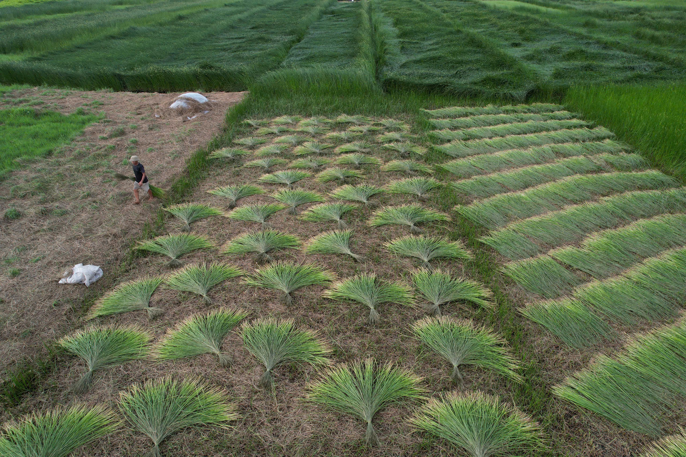 Khi đạt độ khô cần thiết, cói được bán cho các đại lý. Sau khi sơ chế, cói được dệt thành chiếu, hay các sản phẩm thủ công mỹ nghệ như làn, mũ, túi xách, đồ lưu niệm... Sau mỗi vụ thu hoạch, người trồng cói sẽ làm cỏ, bón phân để cây cói mọc trở lại và nhanh phát triển cho vụ tiếp theo. Theo Phòng Nông nghiệp và Môi trường huyện Nga Sơn, năm 2025, diện tích cây cói trên bàn huyện ngày càng bị thu hẹp, chỉ còn khoảng 700 ha. Hiện tại, huyện đẩy mạnh thâm canh, tăng giá trị cho cây cói.