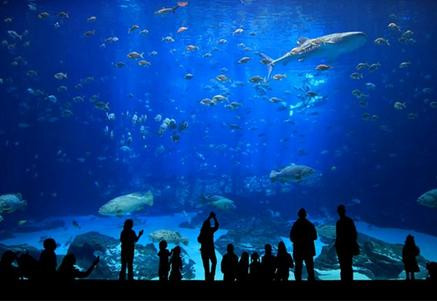 ... đến thủy cung. ... đến thủy cung