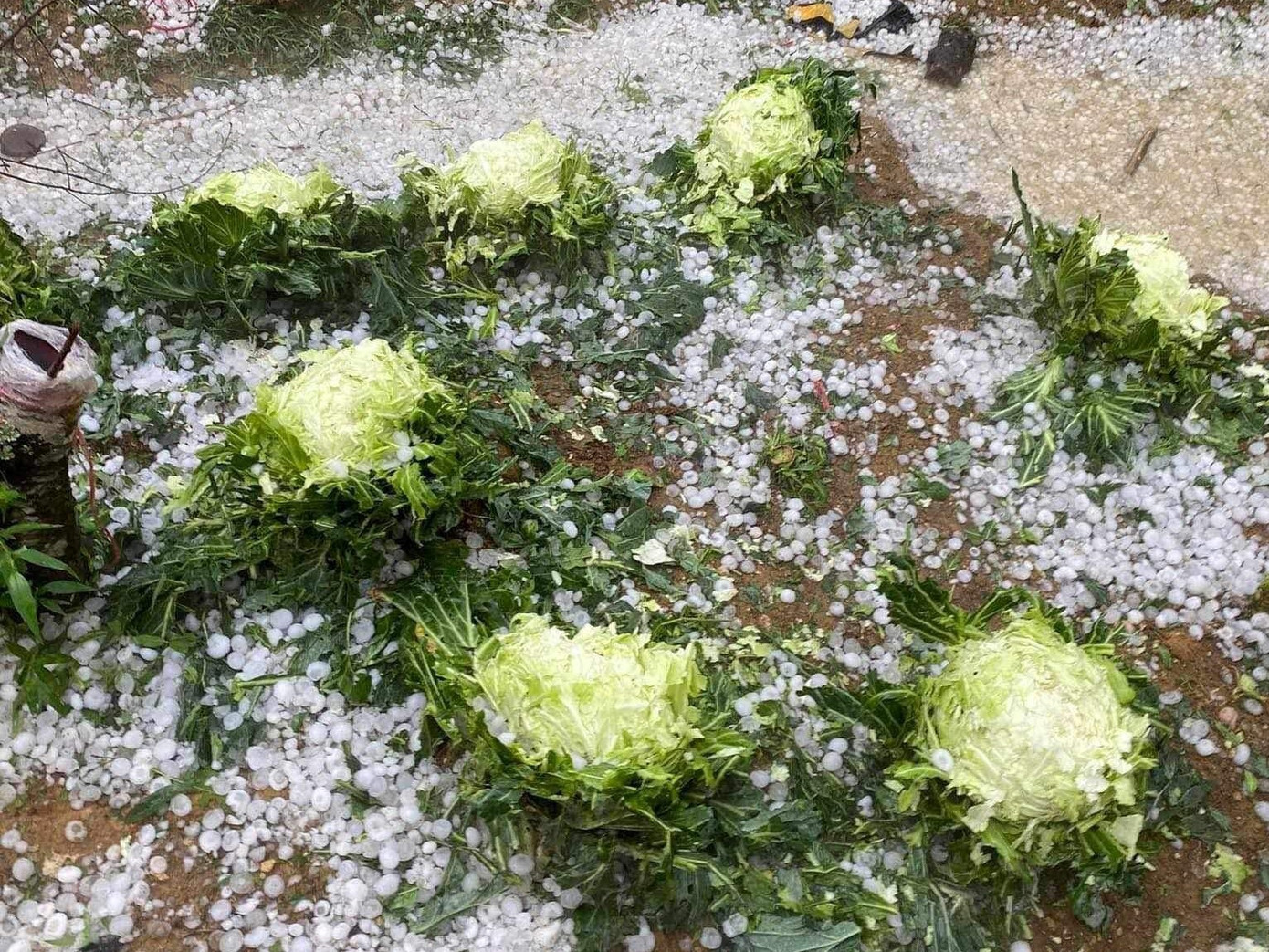 Mưa giông, lốc, mưa đá ở Hòa Bình gây thiệt hại hơn 53 tỷ đồng.