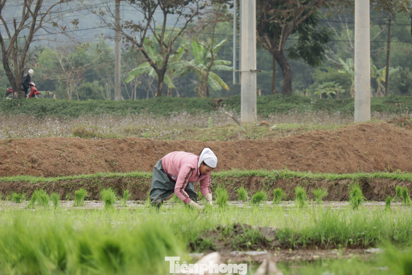 Bà Nguyễn Thị Biền (41 tuổi, trú phường Dân Chủ) chia sẻ: "Mạ của nhà tôi đã đủ ngày để mang đi cấy, nếu chờ thêm một thời gian nữa chất lượng của cây lúa sẽ bị ảnh hưởng. Vậy nên gia đình tôi mới đi làm thời điểm này, dù biết thời tiết không được thuận lợi”.