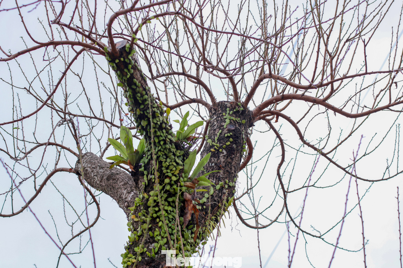 Các nhà vườn sẽ bắt đầu bán đào và trở nên tấp nập từ khoảng ngày 10/12 âm lịch đến Tết. Giá bán đào Tết anh Tú dự kiến sẽ dao động từ 100.000 - 400.000 đồng/cành, còn đối với cây đào, giá từ 500.000 - 1.500.000 đồng/cây bé và các cây lớn có thể có giá từ 10 đến 20 triệu đồng/cây. Ảnh: Trần Trọng