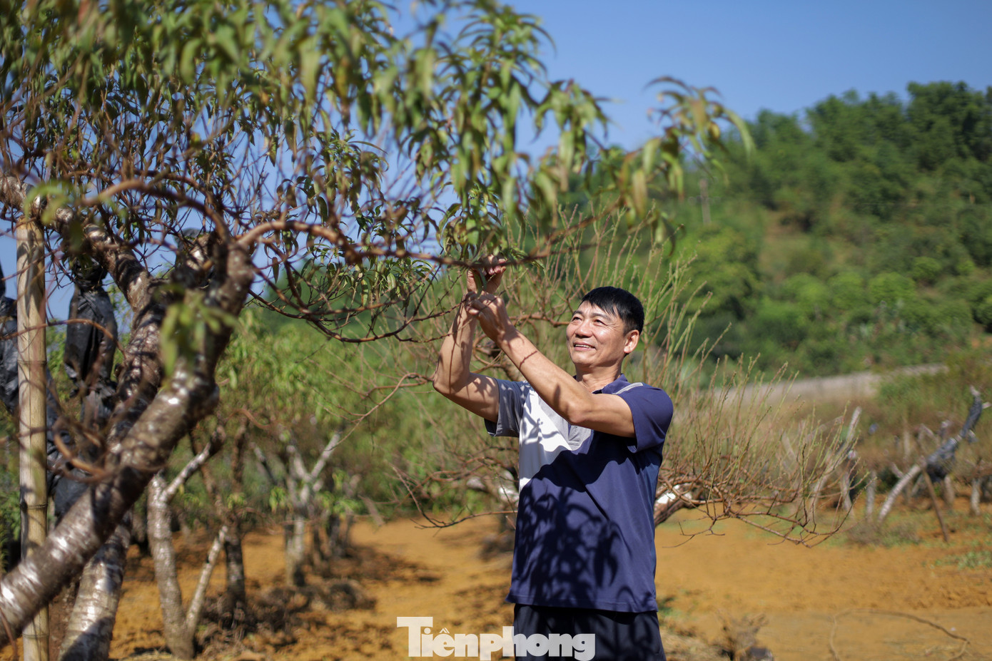 Ngoài việc tuốt lá, công việc chăm sóc đào Tết còn bao gồm việc tạo dáng, tỉa cành, làm thế cho cây để đạt được hình dáng đẹp mắt, phù hợp với thị hiếu của người mua. Ảnh: Trần Trọng