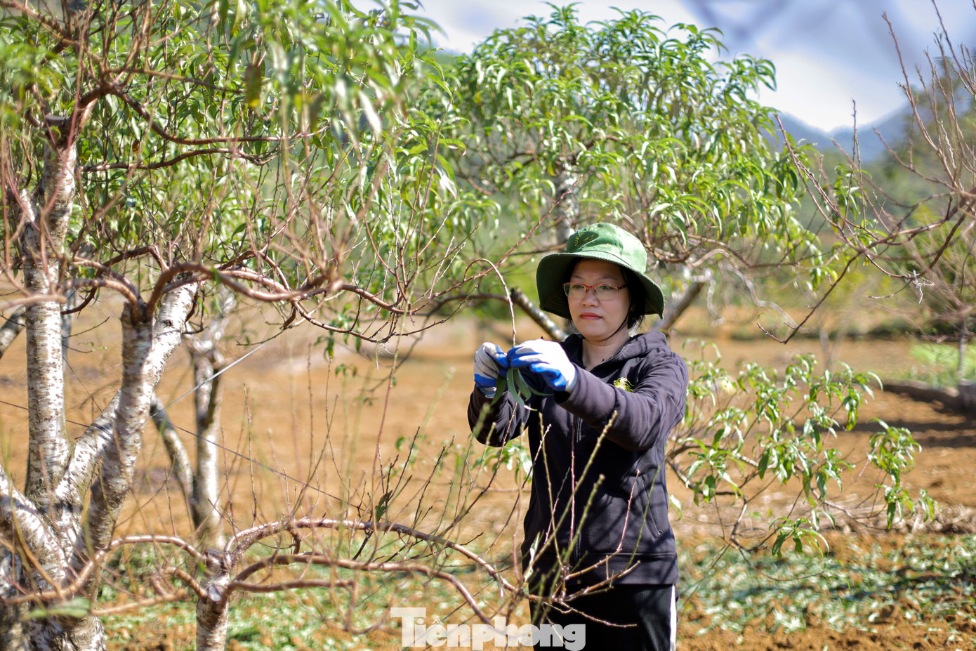 Đầu tháng 11 âm lịch, nông dân huyện Đà Bắc đều tất bật ra vườn chăm sóc cây đào, đây được coi là giai đoạn quan trọng cuối cùng trước khi đưa cây đào thương phẩm phục vụ khách hàng dịp Tết Nguyên đán 2025. Ảnh: Trần Trọng