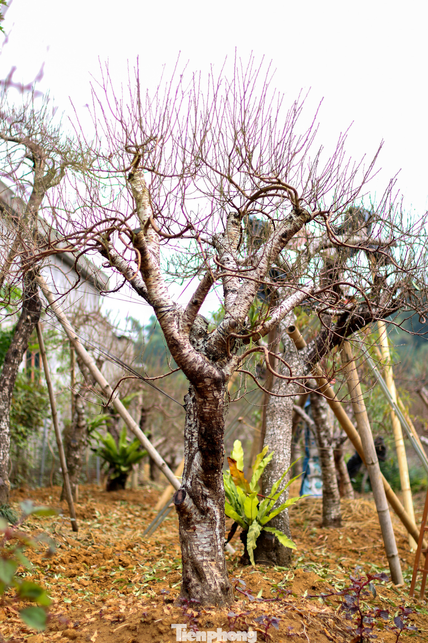 Trao đổi với PV, ông Bùi Khắc Vinh – Trưởng Phòng Nông nghiệp và Phát triển nông thôn huyện Đà Bắc cho hay: “Diện tích trồng đào của người dân trên địa bàn huyện trong năm nay phần lớn không bị ảnh hưởng bởi thời tiết, thiên tai. Qua khảo sát, đến thời điểm hiện tại thì loại cây trồng này đang phát triển rất thuận lợi, khí hậu cũng rất ủng hộ cho bà còn”. Ảnh: Trần Trọng