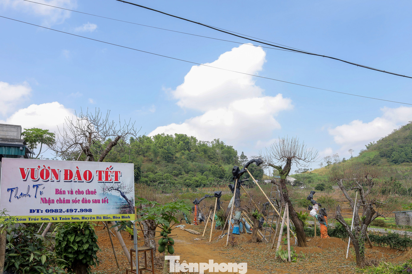 Cũng theo ông Vinh, Đà Bắc có điều kiện khí hậu và thổ nhưỡng phù hợp với cây đào, nhờ đó mà bà con vùng cao có một khoản thu nhập ổn định vào các dịp cuối năm. Bên cạnh đó, xu hướng giá đào năm nay có thể nhỉnh hơn năm trước do nhiều vùng trồng bị mất mùa, thiệt hại do bão lũ. Ảnh: Trần Trọng