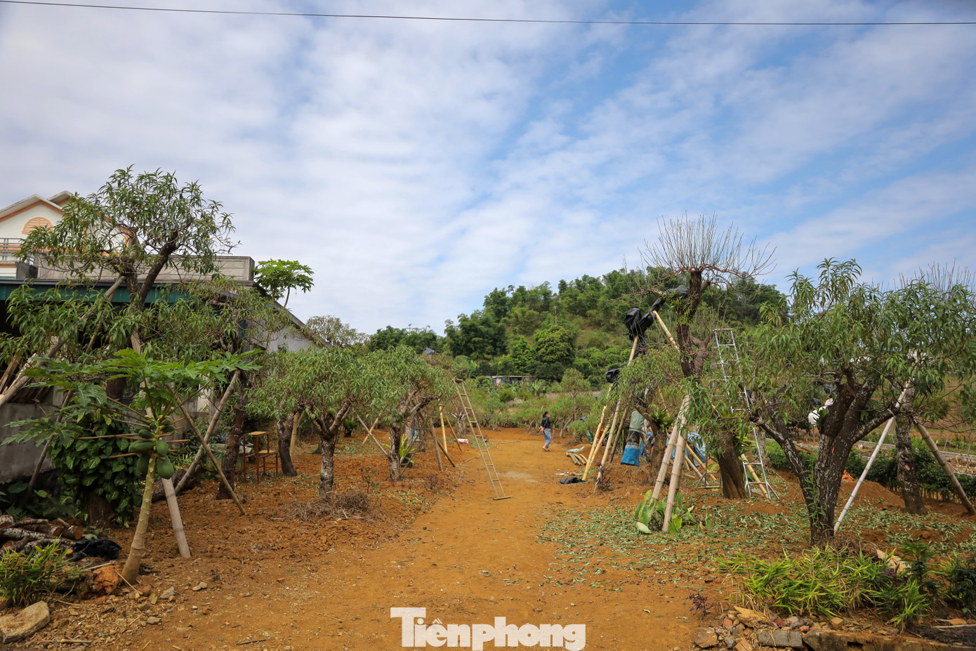 Đà Bắc là huyện vùng cao có số lượng đào trồng và đào tự nhiên lớn nhất trên địa bàn tỉnh Hòa Bình. Ảnh: Trần Trọng