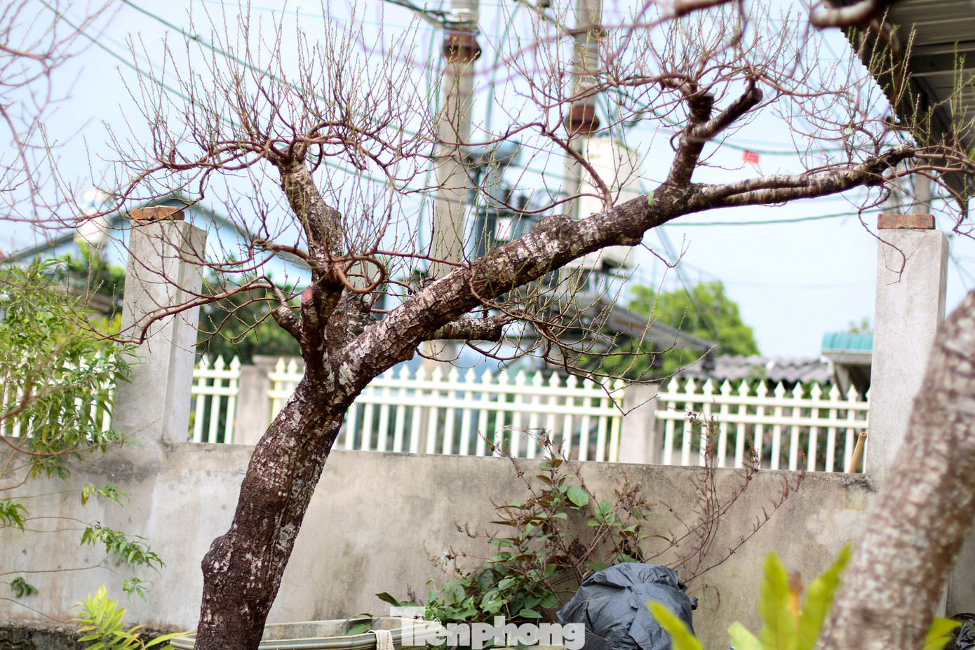 Các nhà vườn sẽ bắt đầu bán đào và trở nên tấp nập từ khoảng ngày 10/12 âm lịch đến Tết. Giá bán đào Tết anh Tú dự kiến sẽ dao động từ 100.000 - 400.000 đồng/cành, còn đối với cây đào, giá từ 500.000 - 1.500.000 đồng/cây bé và các cây lớn có thể có giá từ 10 đến 20 triệu đồng/cây. Ảnh: Trần Trọng