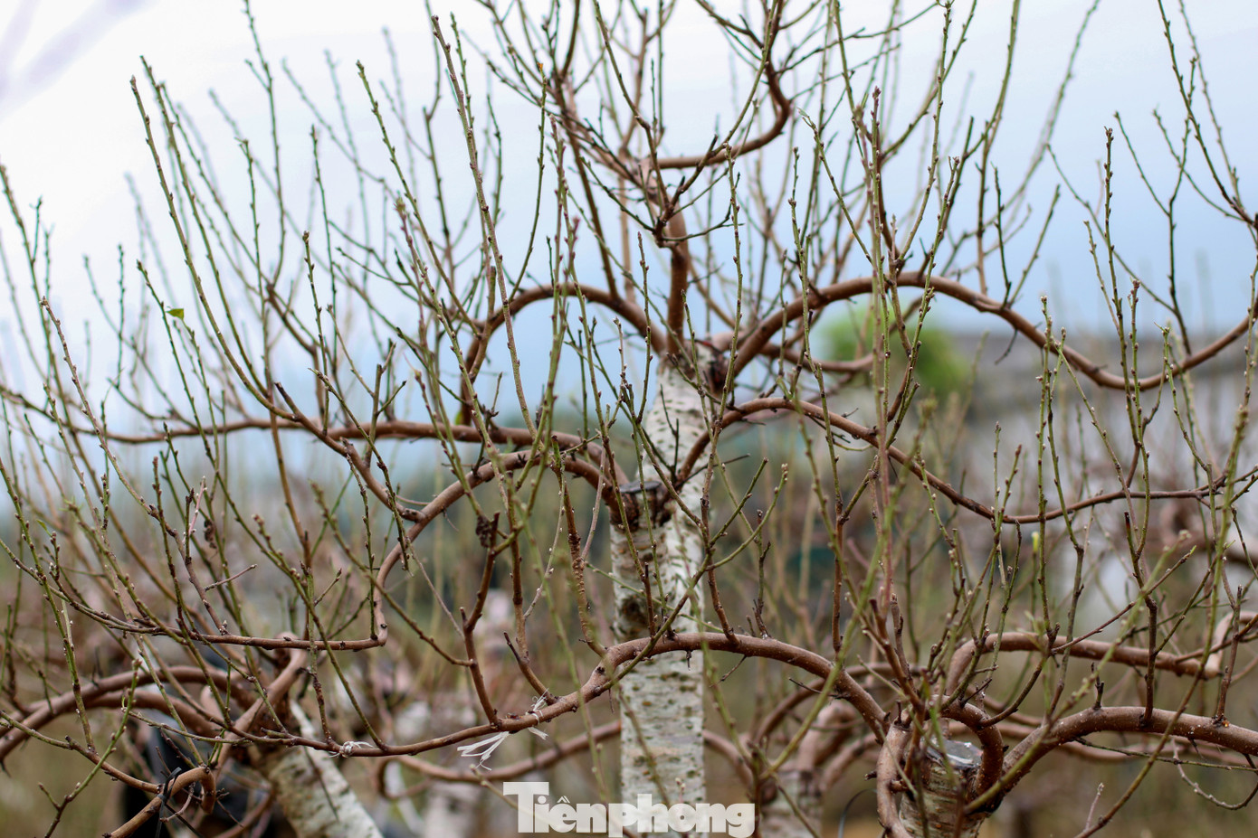 Nếu công đoạn tuốt lá thực hiện đúng thời điểm, thời tiết thuận lợi thì đào sẽ cho ra những nụ hoa to, đẹp, đều và đúng dịp. Ảnh: Trần Trọng