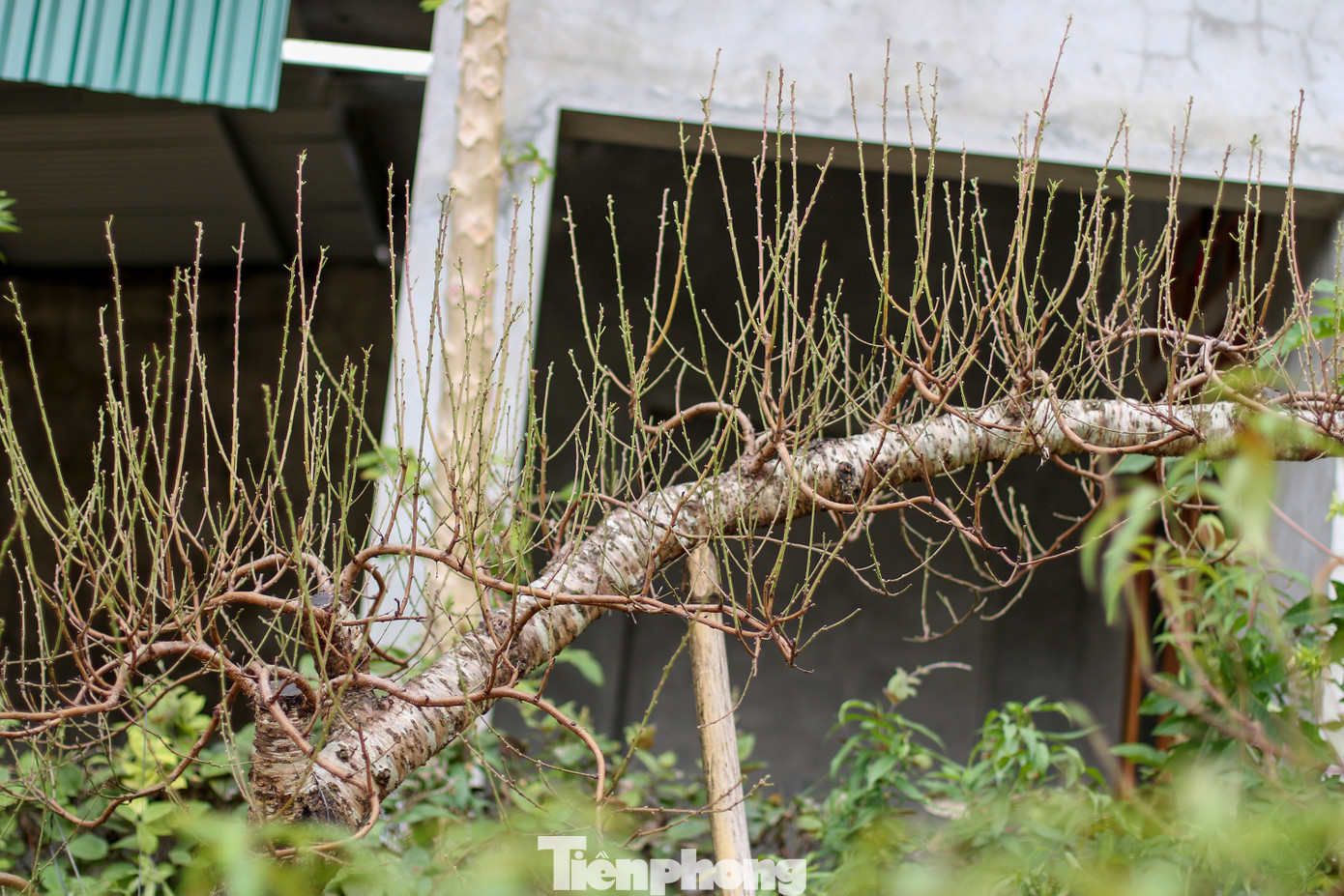 Trồng đào thường phụ thuộc nhiều vào thời tiết, tuy nhiên vẫn có những kỹ năng nhất định để mùa vụ thành công, trong đó tuốt lá là yếu tố quan trọng. Thời tiết và bàn tay con người là yếu tố tác động để hoa nở. Ảnh: Trần Trọng