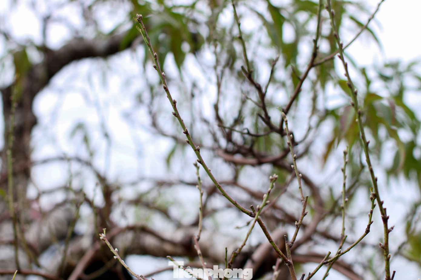 Nếu công đoạn tuốt lá thực hiện đúng thời điểm, thời tiết thuận lợi thì đào sẽ cho ra những nụ hoa to, đẹp, đều và đúng dịp. Ảnh: Trần Trọng