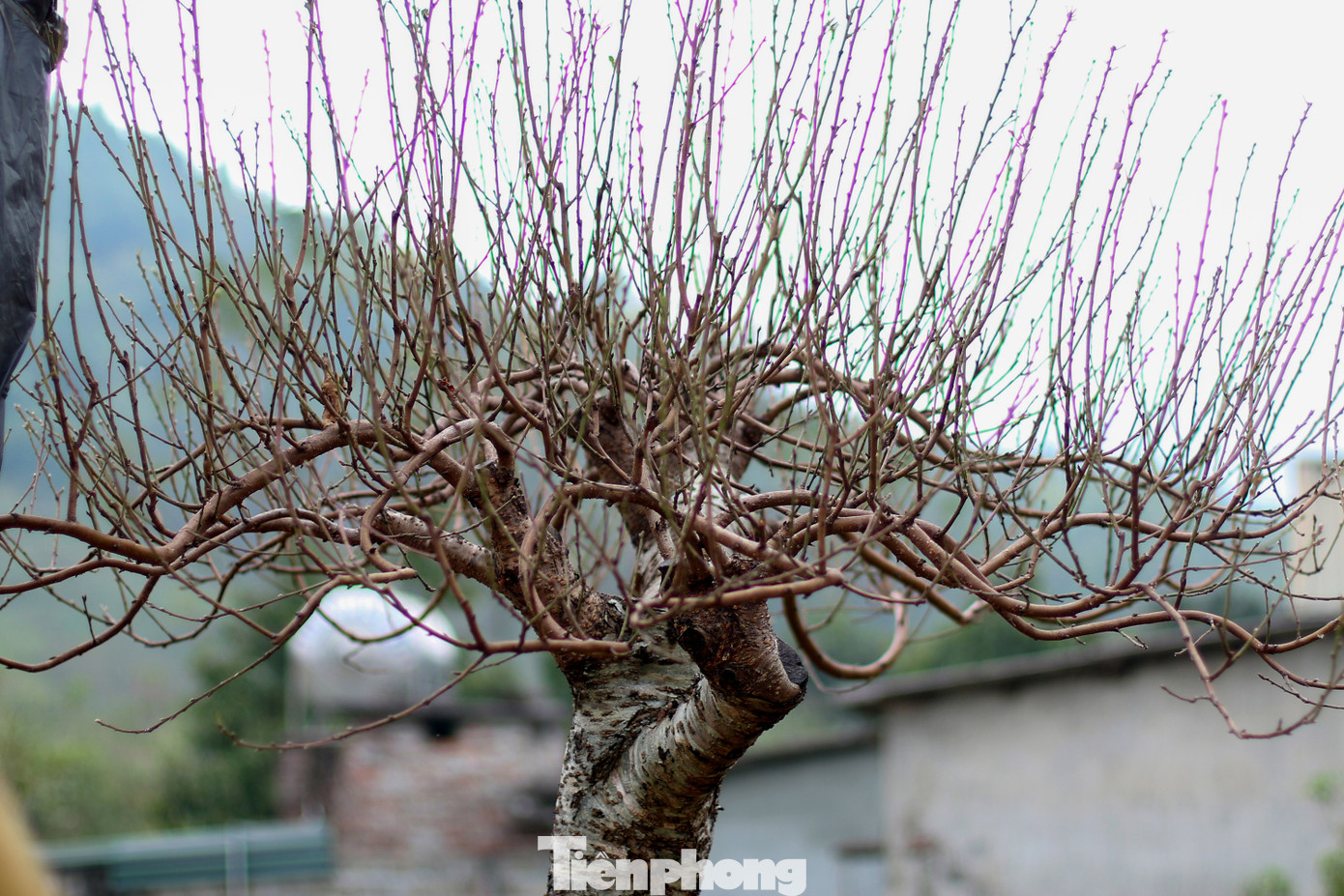 Nếu công đoạn tuốt lá thực hiện đúng thời điểm, thời tiết thuận lợi thì đào sẽ cho ra những nụ hoa to, đẹp, đều và đúng dịp. Ảnh: Trần Trọng