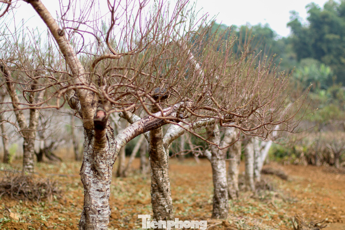 Trồng đào thường phụ thuộc nhiều vào thời tiết, tuy nhiên vẫn có những kỹ năng nhất định để mùa vụ thành công, trong đó tuốt lá là yếu tố quan trọng. Thời tiết và bàn tay con người là yếu tố tác động để hoa nở. Ảnh: Trần Trọng