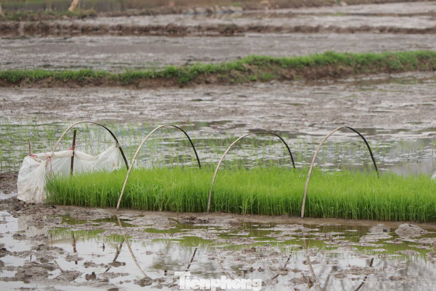 Vừa qua, Cục Trồng trọt (Bộ Nông nghiệp và Phát triển nông thôn) có văn bản gửi Sở Nông nghiệp và Phát triển nông thôn các tỉnh phía Bắc, đề nghị triển khai các giải pháp chỉ đạo sản xuất trước tình hình rét đậm, rét hại.