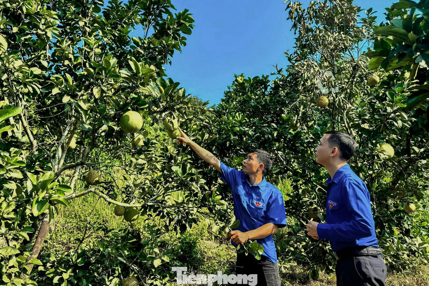 Sơn La được biết đến với nhiều sản phẩm nông nghiệp, có giá trị kinh tế cao.