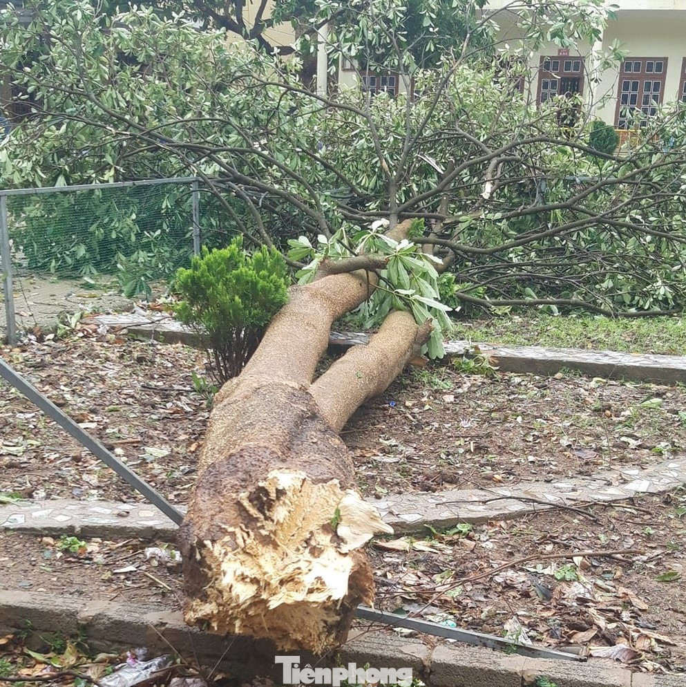 Một số cây lớn bị bật gốc đổ xuống sân trường. Thời điểm xảy ra sự việc là vào buổi trưa nên không có học sinh hay thầy cô ngoài sân trường.