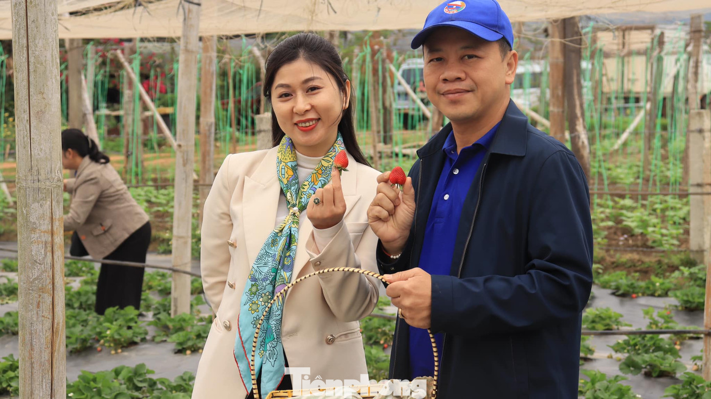 Đoàn tham quan các mô hình phát triển du lịch, mô hình trồng dâu tây tại huyện Mộc Châu.