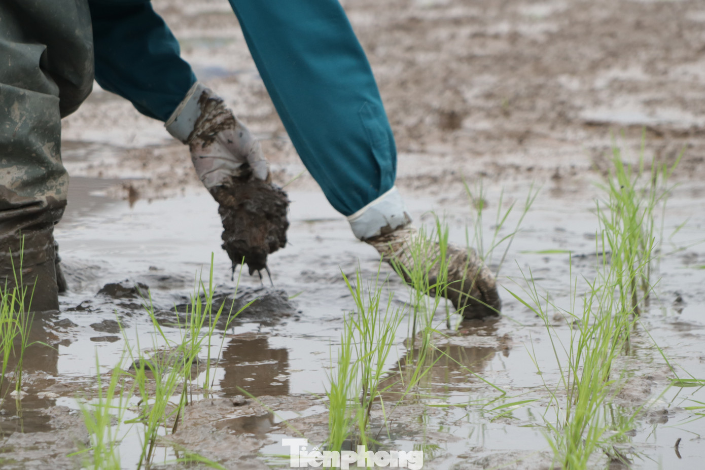Đối với diện tích chưa gieo sạ, gieo mạ, địa phương cần chỉ đạo chặt chẽ thời điểm ngâm ủ, theo lịch thời vụ, kế hoạch sản xuất và diễn biến của thời tiết; tránh tình trạng để nông dân gieo mạ, gieo sạ tự phát vào thời gian thời tiết rét đậm, rét hại.