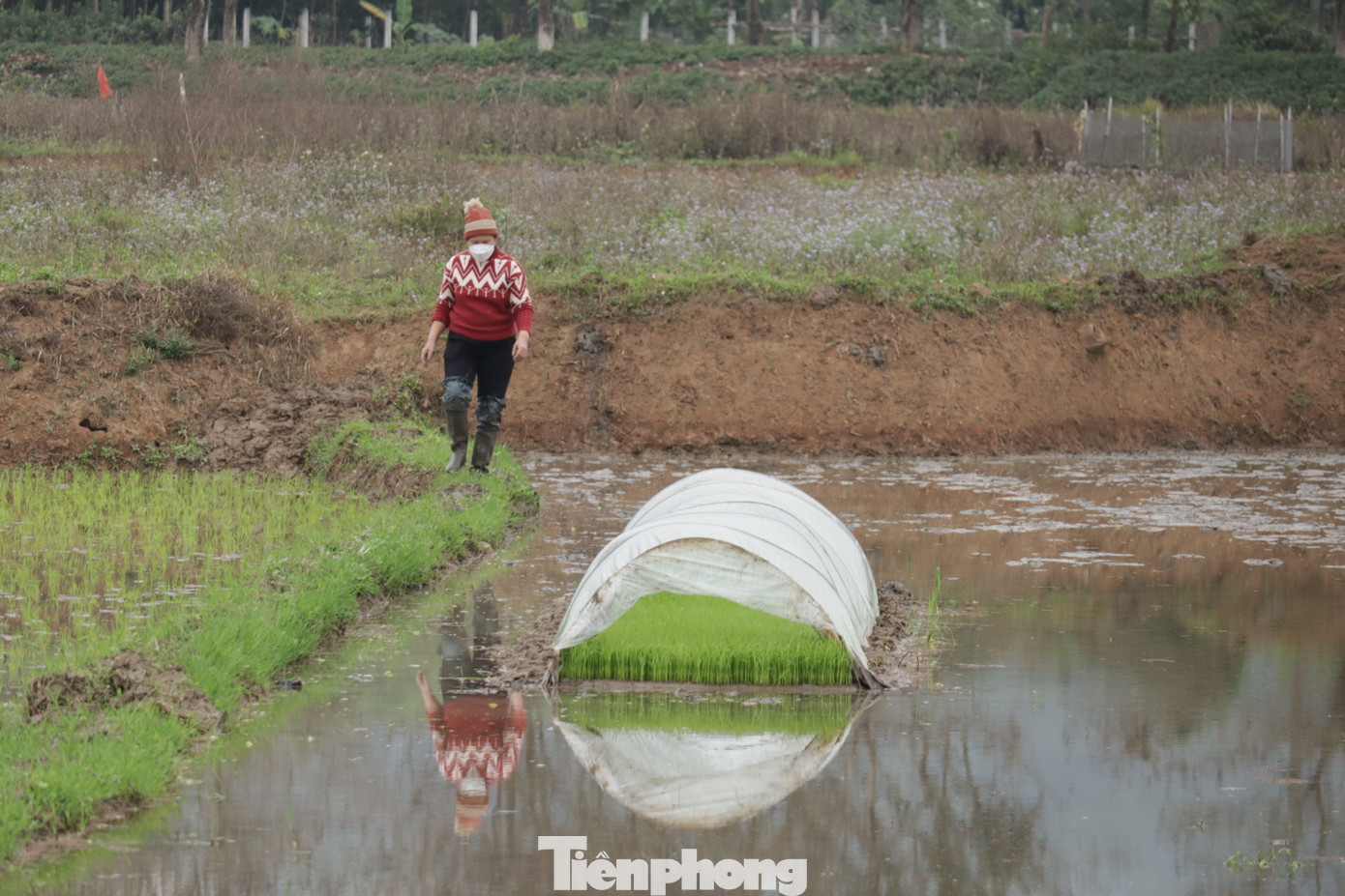 Những ngày gần đây, không màng giá rét, những người nông dân trên địa bàn TP Hòa Bình vẫn hối hả cùng nhau xuống đồng.