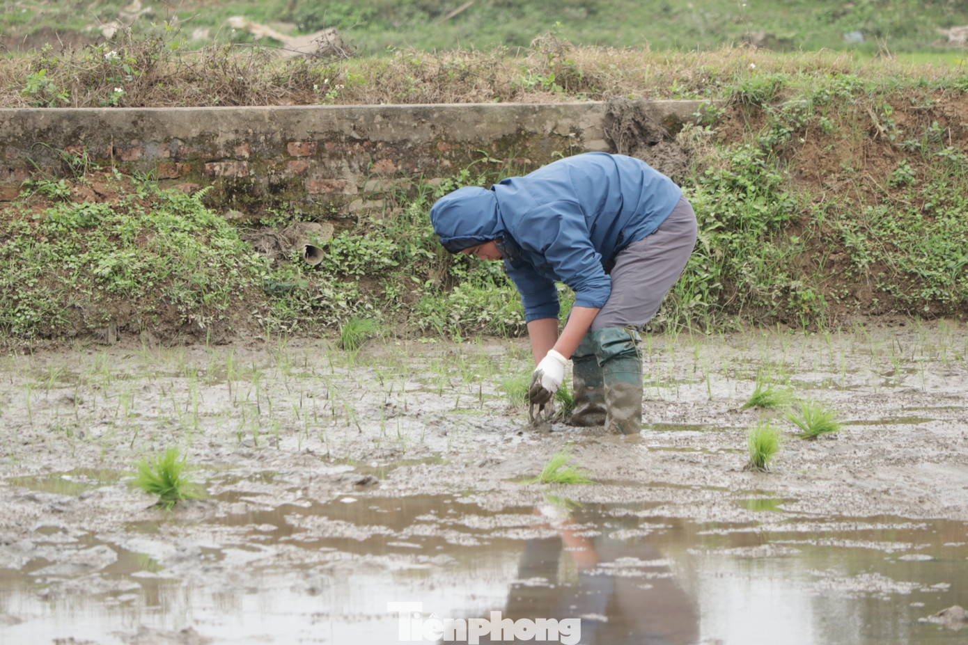 Công đoạn cấy lúa phần lớn đều do người phụ nữ đảm nhiệm, nhưng không khó để bắt gặp những người đàn ông khéo léo, tỉ mỉ cùng gia đình chăm lo việc đồng áng.